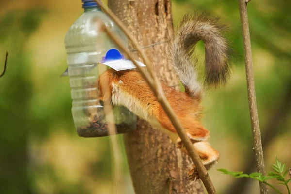 붉은 다람쥐는 먹이를 먹는다 — 스톡 사진