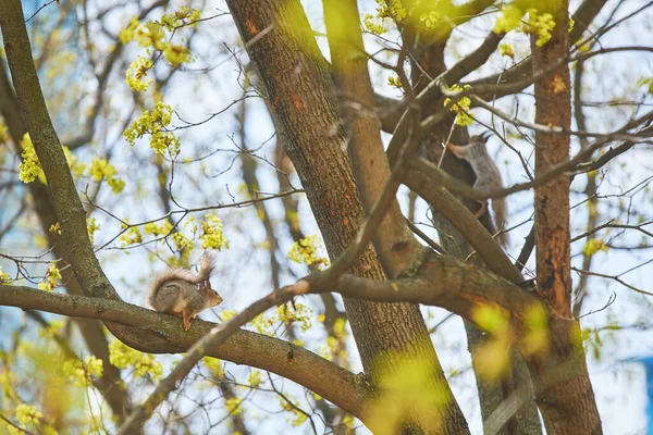 Two squirrels are hanging on a tree trunk — Stock Photo, Image