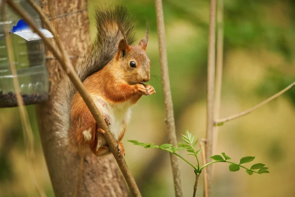 Lo scoiattolo rosso mangia da un alimentatore Fotografia Stock