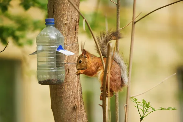 L'écureuil roux mange à partir d'une mangeoire Photos De Stock Libres De Droits