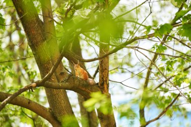 Bir sincap ağaç gövdesinde asılı.