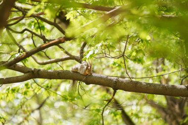 Yorgun sincap dalda yatıyor..