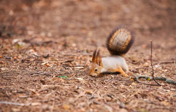 Ardilla gris alimentándose en el parque — Foto de Stock