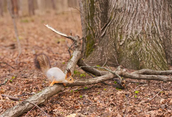 Una ardilla está colgando de un tronco de árbol — Foto de Stock