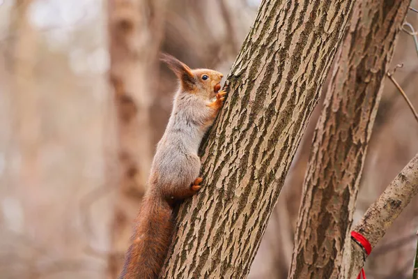 Szara wiewiórka żywi się w parku — Zdjęcie stockowe