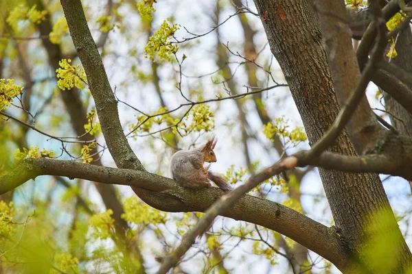 Una ardilla está colgando de un tronco de árbol — Foto de Stock