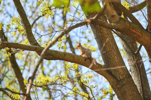 Una ardilla está colgando de un tronco de árbol — Foto de Stock