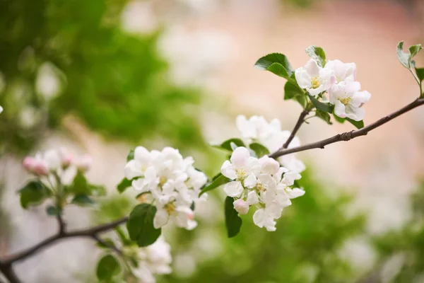 Bílá květinka na větvi jabloně v jarním květu plném jasného světla. Stock Fotografie