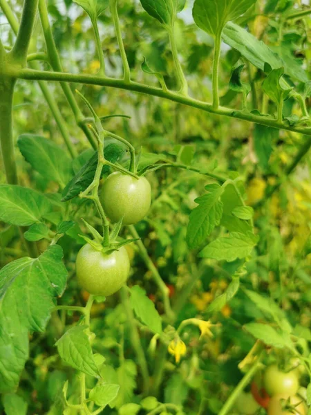 Gröna tomater. Tomatbuskar i växthuset Stockbild