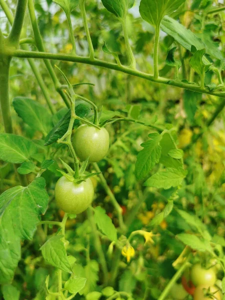 Tomates verdes. Arbustos de tomate en el invernadero Imagen De Stock