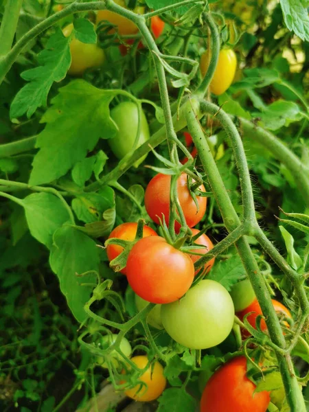 Tomates verdes y rojos. Arbustos de tomate en el invernadero Imagen de archivo