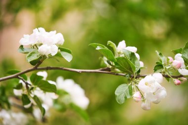 Parlak ışık dolu bahar çiçek elma ağacı dalı üzerinde beyaz çiçek çiçeği.