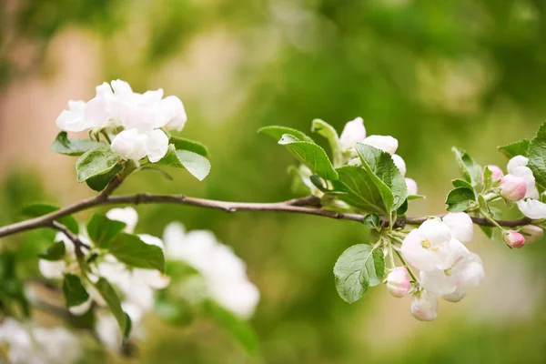 Fleur blanche sur branche de pommier au printemps pleine de lumière vive . Images De Stock Libres De Droits