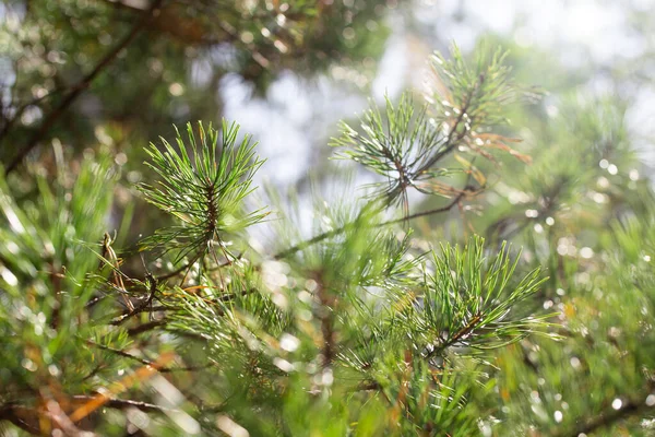 Zbliżenie zielonych igieł sosnowych o płytkiej głębokości pola. Piękna przyroda z rozmyciem i bokeh. — Zdjęcie stockowe