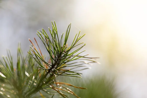 Sluiten van groene dennennaalden met een ondiepe scherptediepte. Prachtige natuur met vervaging en bokeh. — Stockfoto