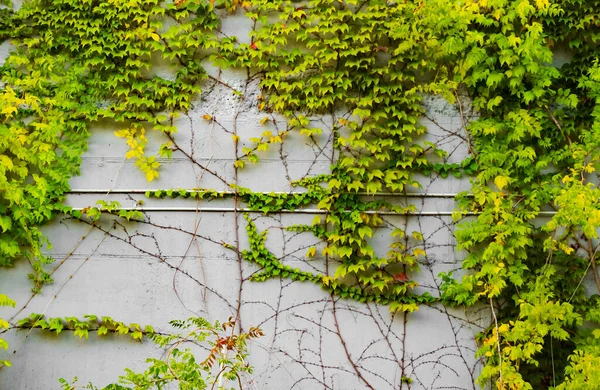 Foto Textur Von Beton Hellgrauen Wand Mit Grünem Efeu Pflanze — Stockfoto