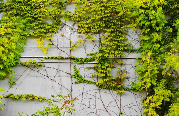 Foto Textura Pared Hormigón Gris Claro Con Planta Hiedra Verde —  Fotos de Stock