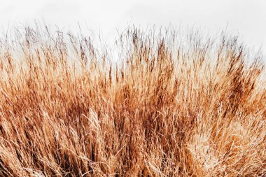 Arkaplanda kahverengi renkli hayvan tüyü kürkünün yakın plan fotoğraf dokusu.