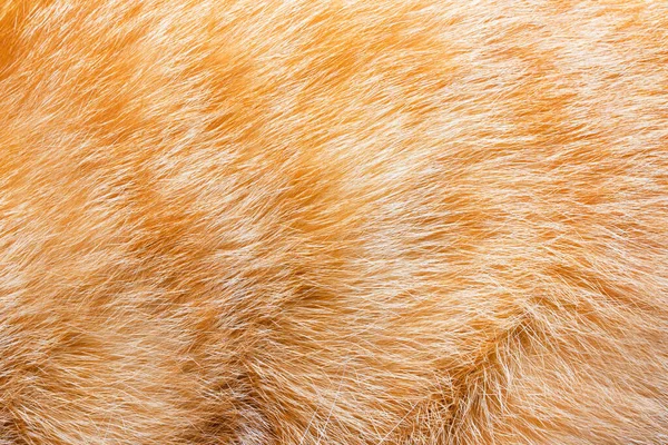 Backdrop Close Photo Texture Red Brown Colored Cat Animal Fur — Stock Photo, Image