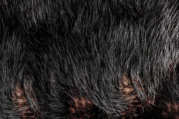 黑色和棕色动物毛皮和发质的背景特写照片质感 — 图库照片