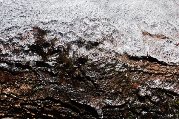 Close Foto Madeira Congelada Log Coberto Fundo Textura Superfície Gelo — Fotografia de Stock