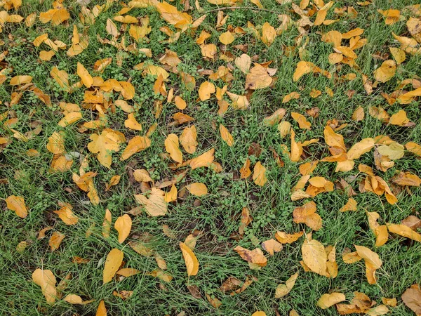 Group of autumn fallen leaves in orange colors lying on ground isolated green grass, dump of different leaves, autumn concept — Stock Photo, Image