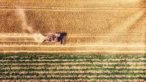 Kombajn pracujący w terenie. Kombajn zbożowy rolnicze maszyny zbioru złota dojrzałe pole pszenicy. Rolnictwo. Widok z lotu ptaka. Z góry.. — Zdjęcie stockowe