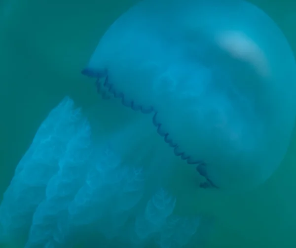 Medusas no mar azul. vida selvagem da água do mar — Fotografia de Stock