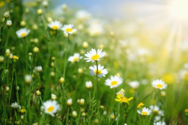 Chamomile field flowers border. Summer background. Beautiful nature scene with blooming medical chamomilles in sun flare. Summer flowers. Beautiful meadow. Alternative medicine Spring Daisy.
