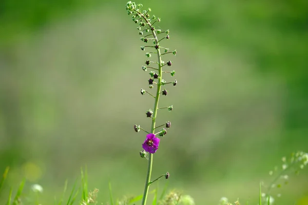 Magas lila virág lágy zöld háttérrel a szabadban közelkép makró. Tavaszi nyári határ sablon virágos háttér. Könnyű levegő finom művészi kép, szabad másolás tér. — Stock Fotó