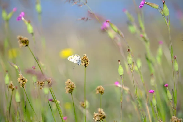 Beautiful wild pink flowers, purple wild peas, butterfly in morning haze in nature close-up macro. Landscape wide format, copy space. Delightful pastoral airy artistic image.