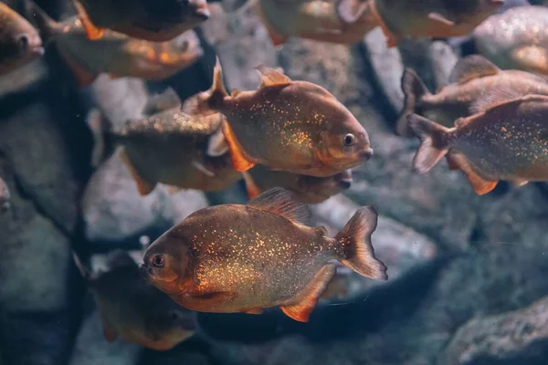 Piraña de vientre rojo Pygocentrus nattereri o Piraña roja en su hábitat. —  Fotos de Stock