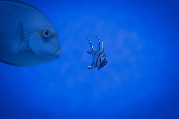 Marint Akvarium Och Färgglada Fiskar Pterapogon Kauderni Banggai Kardinalfisk Blått — Stockfoto