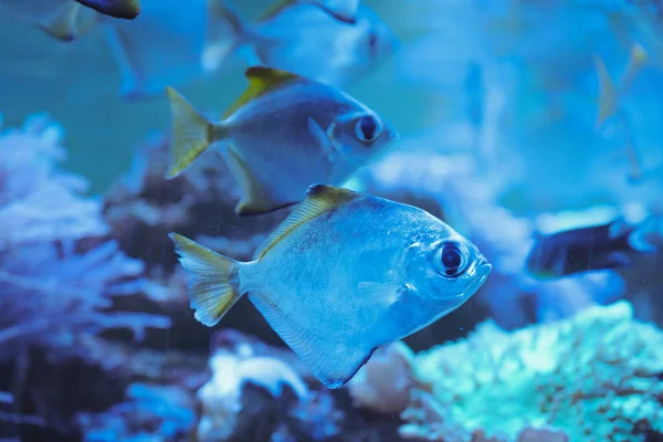 Exotische Tropische Fische Großaufnahme Korallenrifffische Blauem Wasser Foto Herunterladen — Stockfoto