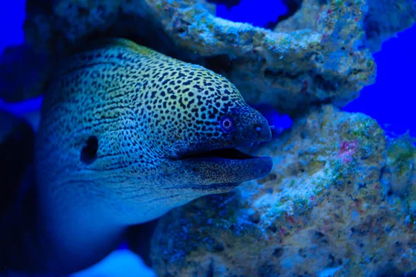 Muränenaal Gymnothorax Miliaris Naturpark Cabo Cope Puntas Del Calnegre Spanien — Stockfoto