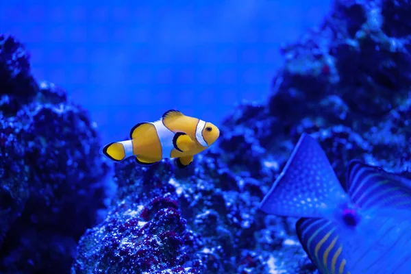 Amphiprion Ocellaris Clownfisch Meerwasseraquarium Nemo Fische Foto Herunterladen — Stockfoto