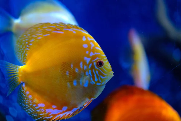 Yellow face Discus fish. Masked Butterfly Fish download photo