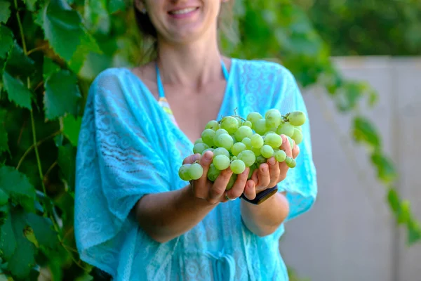 Menina Setembro Para Colher Vinhas Recolhe Cachos Uvas Selecionados Itália — Fotografia de Stock