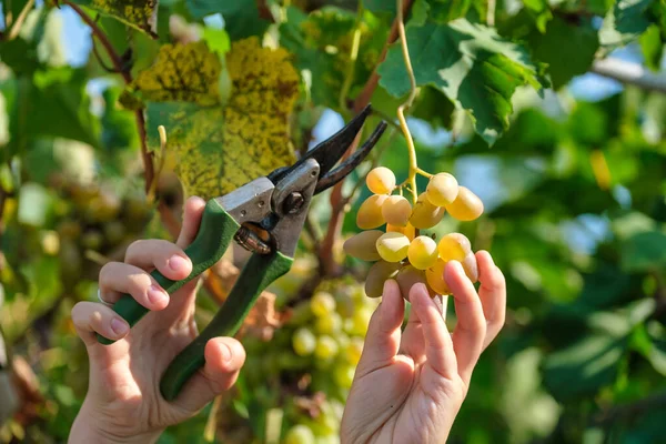 Close Van Arbeiders Handen Snijden Van Witte Druiven Van Wijnstokken — Stockfoto