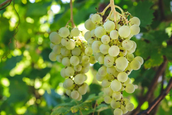 ブドウに熟した白ワインのブドウの房の終わり 庭のブドウの緑のブドウ ブドウの木の束 イタリアのプーリア州のブドウ畑のプランテーションでブドウ 写真をダウンロード — ストック写真