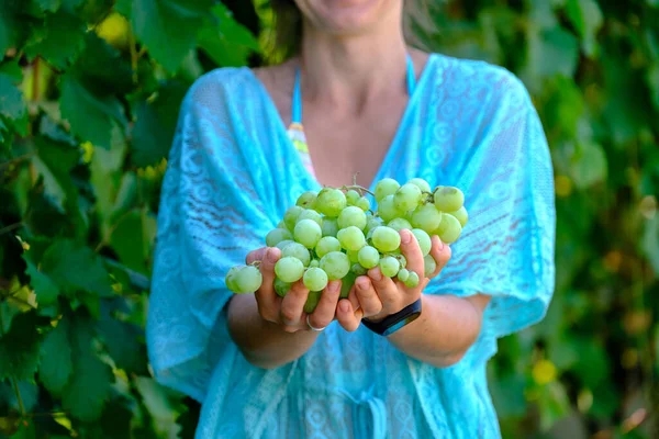 Colheita Uvas Mãos Agricultores Com Uvas Brancas Recém Colhidas Baixar — Fotografia de Stock