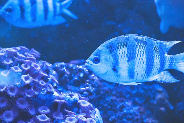 Aquarienfisch Labidochromis Caeruleus Blaue Fische Schwimmen Einem Aquarium Bild Herunterladen — Stockfoto