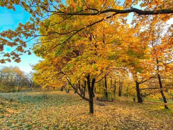 Ağaç Yapraklarının Dalları Arasından Geçen Sonbahar Ormanlarında Düşen Yapraklar Arasında — Stok fotoğraf