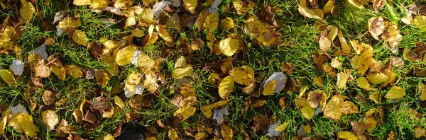 Gelbe Braune Und Orangefarbene Herbstblätter Hintergrund Draußen Herbst Blätter Muster — Stockfoto