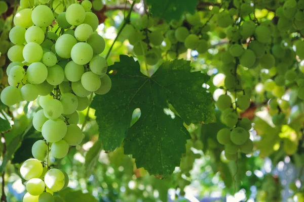 Rijp Groene Druiven Wijngaard Druiven Groene Smaak Zoet Groeiende Natuurlijke — Stockfoto