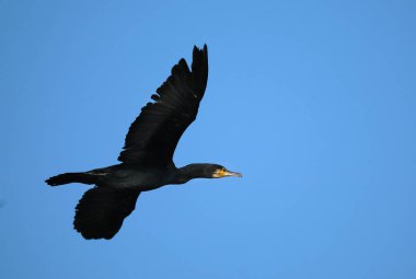 Kaçarken karabatak. Phalacrocoracidae, karabatakgiller (Phalacrocoracidae) familyasından bir kuş türü.