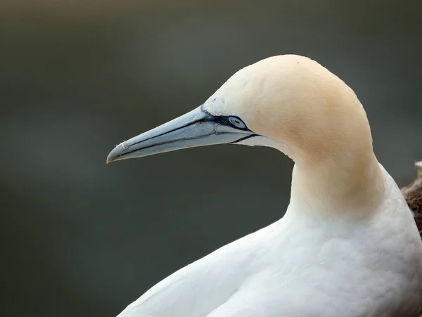 Gannets Seabirds Comprising Genus Morus Family Sulidae Closely Related Boobies — Stock Photo, Image