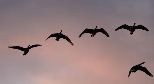 Akşam Gökyüzüne Karşı Uçan Yabani Kazlar — Stok fotoğraf