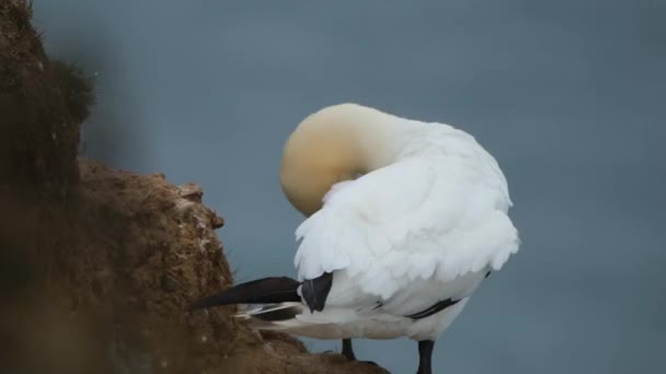 Gannets Son Aves Marinas Que Comprenden Género Morus Familia Sulidae — Vídeos de Stock