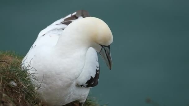 Gannets Son Aves Marinas Que Comprenden Género Morus Familia Sulidae — Vídeos de Stock